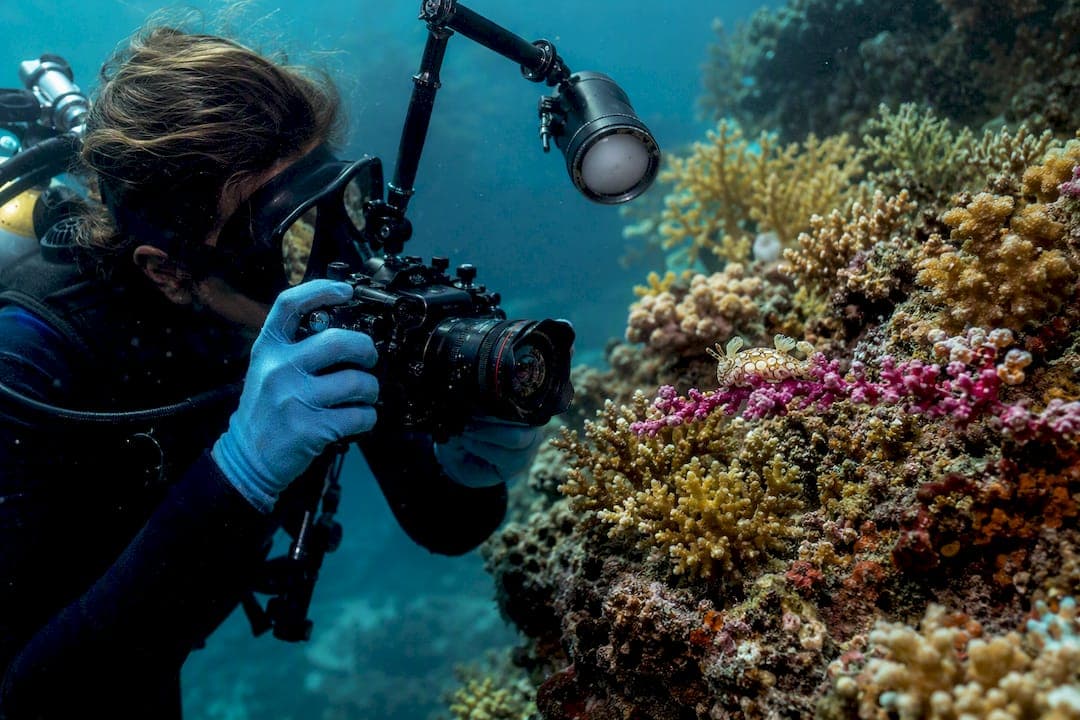 A Diver's Guide to Spotting Rare Marine Species