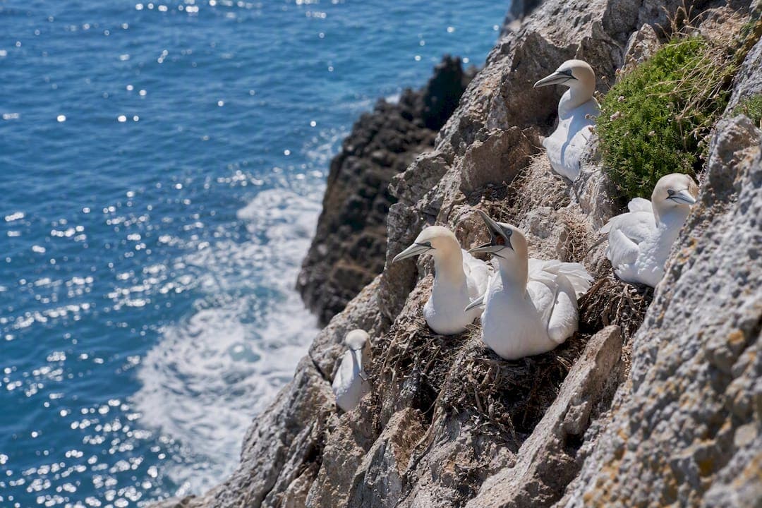 Why Do Seabird Colonies Nest on Islands? The Science Explained