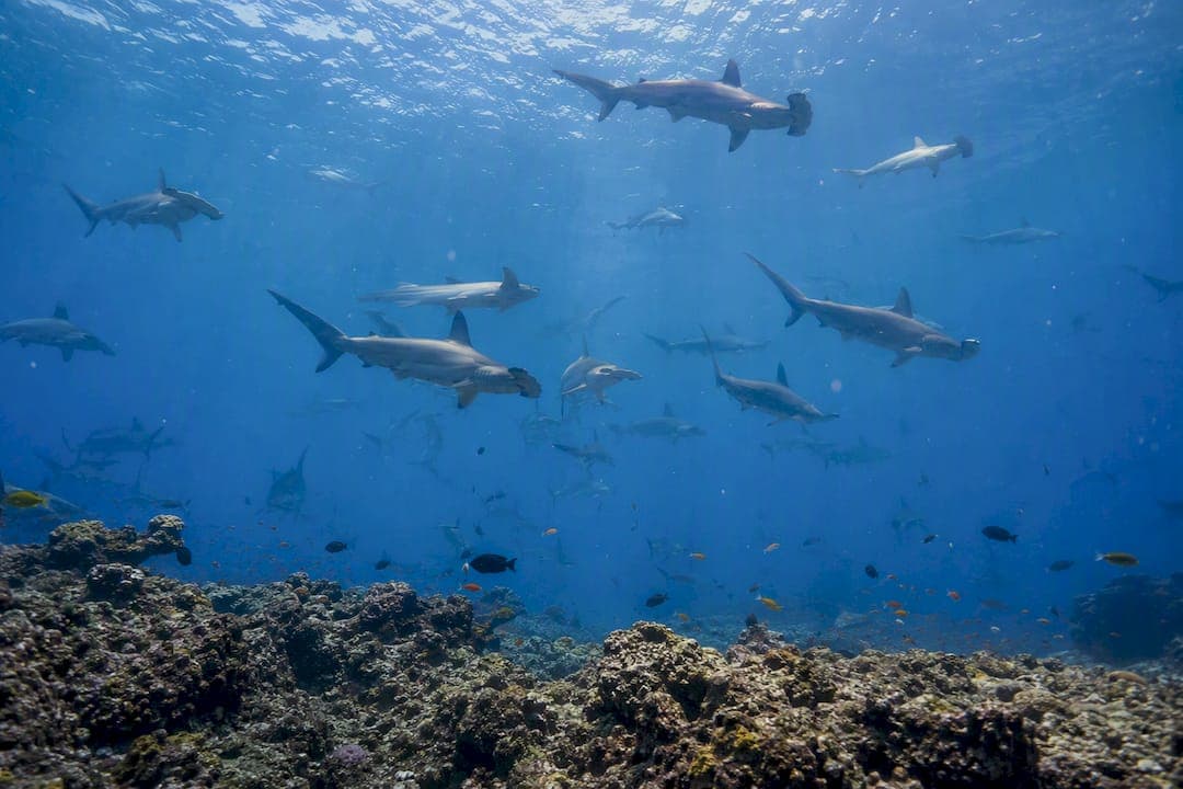 August–October Peak: Galápagos Hammerhead Timing and Charter Tips