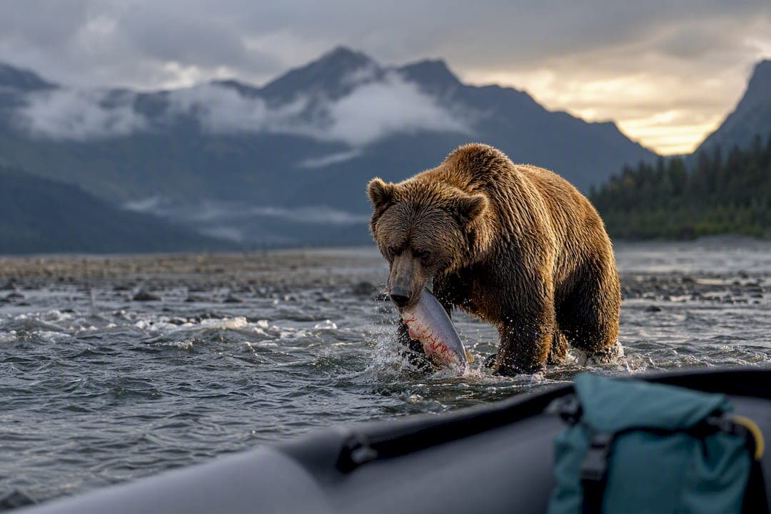 5–7 Days on a Private Yacht for Alaska Bear Viewing