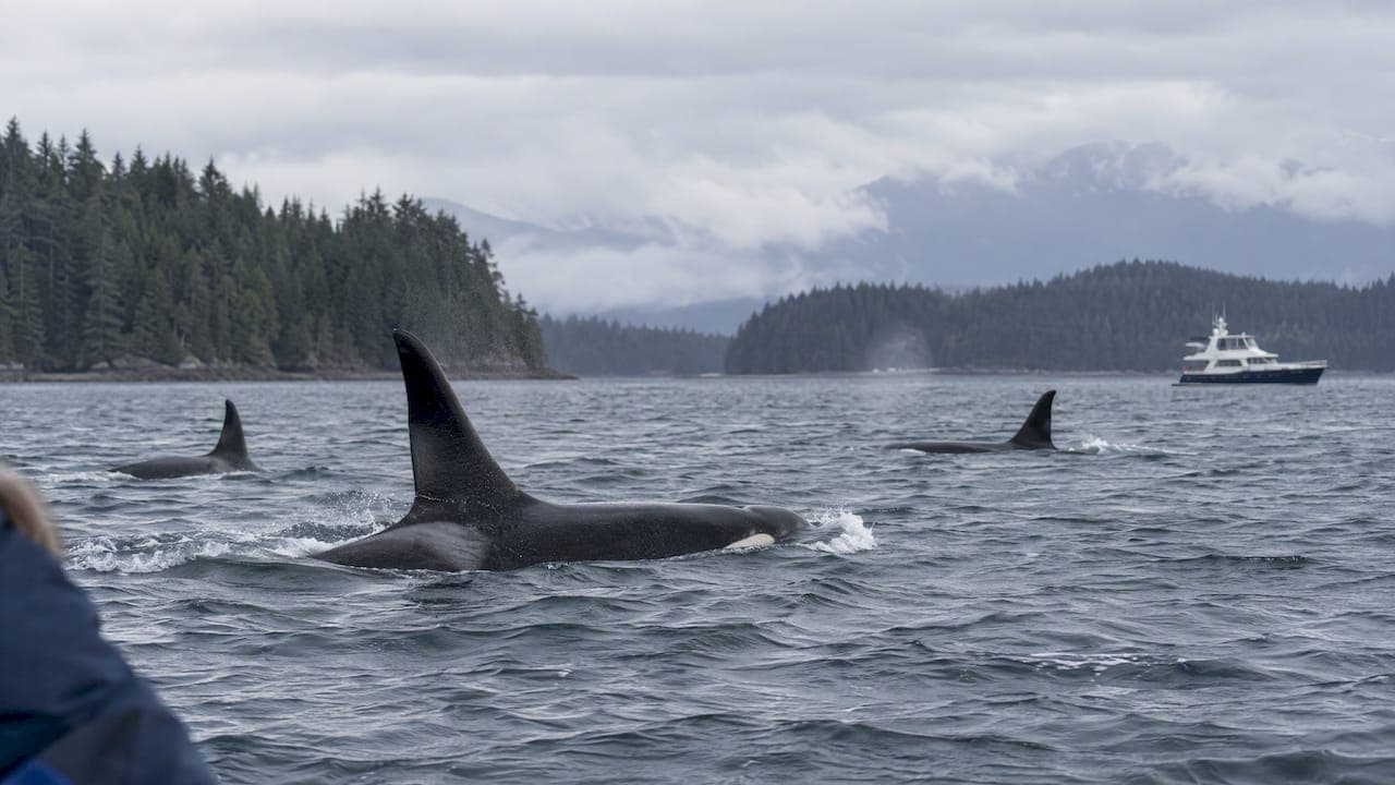 Plan by Ecotype and Region to Maximize Orca Sightings in Alaska