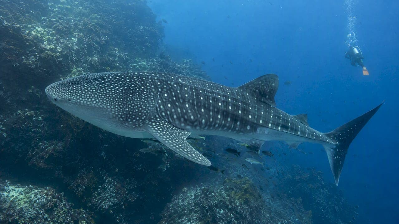 Research Backed 7–10 Day Liveaboards to See Galápagos Whale Sharks