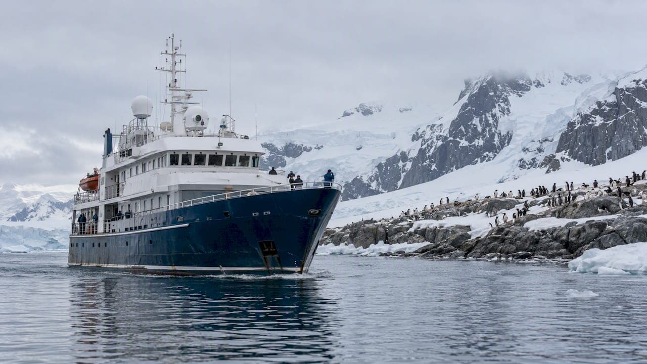 Antarctica vs Arctic: Choose Penguins or Polar Bears on Your Trip