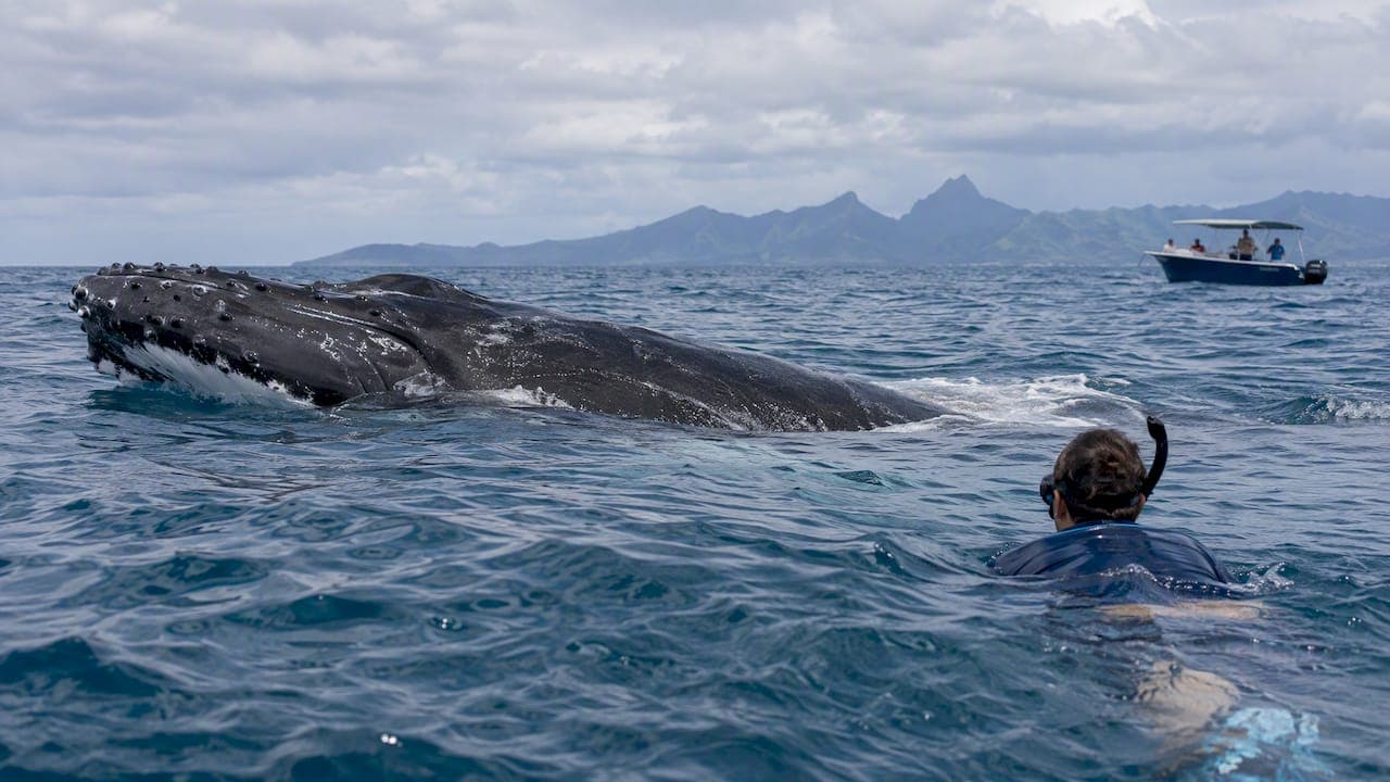 Humpback Season in French Polynesia: Fewer Crowds, Swim Responsibly