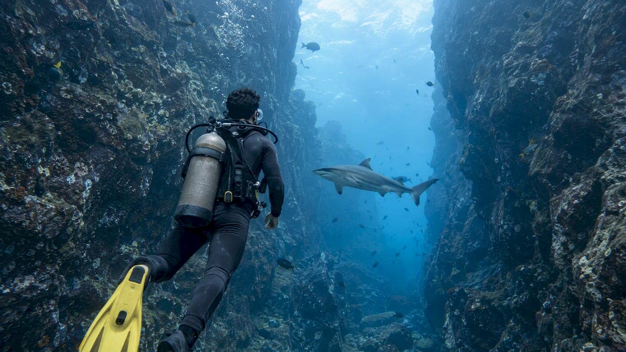 Galápagos Dive Sites: An Overview, From Kicker Rock to Darwin